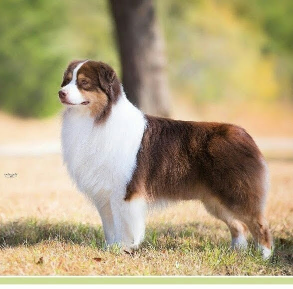 hero xtreme 200s blue